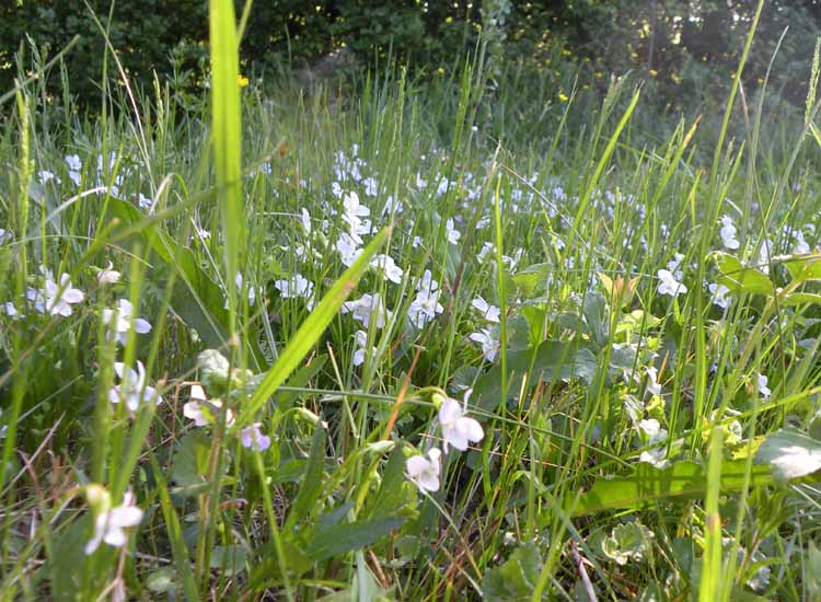 Nelle Valli di Novellara alla ricerca della Viola pumila